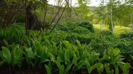 Красиві квітучі рослини для саду 22 сорти, фото, поради які квіти цвітуть в травні, червні, липні, (рослини) Красиві квітучі рослини для саду 22 сорти, фото, поради які квіти цвітуть в травні, червні, липні,