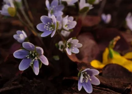 Красиві квітучі рослини для саду 22 сорти, фото, поради які квіти цвітуть в травні, червні, липні, (саду) Красиві квітучі рослини для саду 22 сорти, фото, поради які квіти цвітуть в травні, червні, липні,