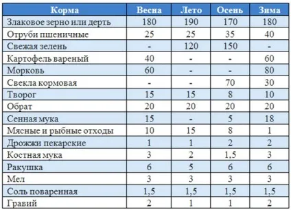 Червона качка (огарь) - цінність породи, особливості розведення (качка) Червона качка (огарь) - цінність породи, особливості розведення