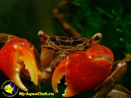 Червоний мангровий краб (pseudosesarma moeshi) (moeshi) Червоний мангровий краб (pseudosesarma moeshi)