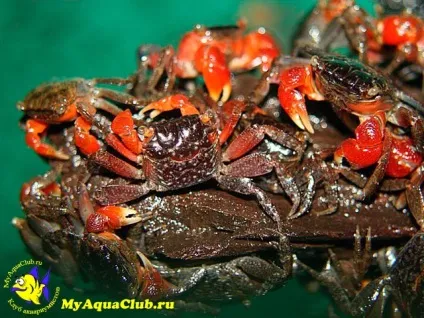 Червоний мангровий краб (pseudosesarma moeshi) (pseudosesarma) Червоний мангровий краб (pseudosesarma moeshi)