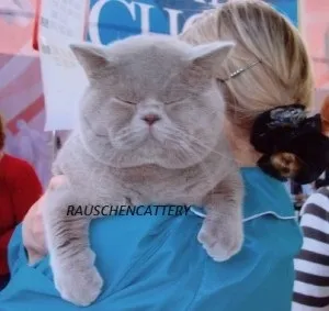 Куди душа кішки йде після смерті rauschen cattery (м'якше лапи) Куди душа кішки йде після смерті rauschen cattery