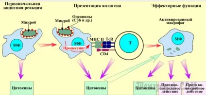 Хто відкрив явище фагоцитозу для людей (відкрив явище фагоцитозу) Хто відкрив явище фагоцитозу для людей