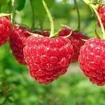 Лікувальні властивості шишок хмелю, народна медицина (хмелю) Лікувальні властивості шишок хмелю, народна медицина
