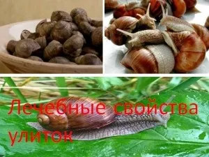 Лікувальні властивості равликів, мій знахар (властивості) Лікувальні властивості равликів, мій знахар