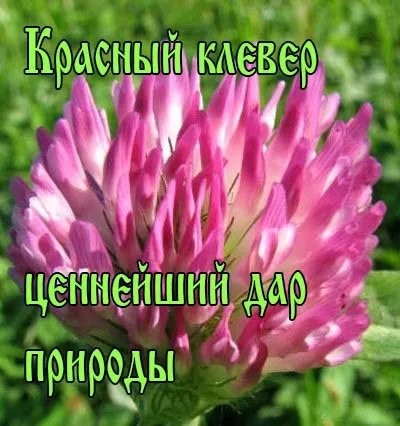 Лікувальні властивості червоної конюшини, лікування в домашніх умовах (червоного) Лікувальні властивості червоної конюшини, лікування в домашніх умовах