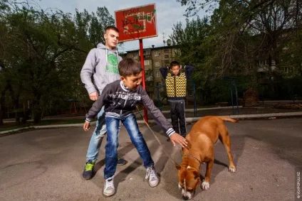 Ласкаві собаки-вбивці