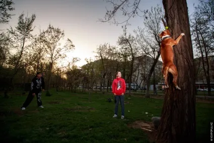 Ласкаві собаки-вбивці