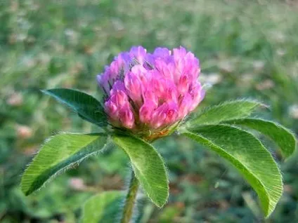 Лікувальні властивості червоної конюшини, лікування в домашніх умовах (умовах) Лікувальні властивості червоної конюшини, лікування в домашніх умовах