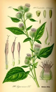 Лопух (arctium), сайт про травах і не тільки (травоведеніе) Лопух (arctium), сайт про травах і не тільки