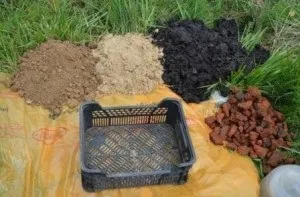 Лілія садові посадка і догляд у відкритому грунті, фото (догляд) Лілія садові посадка і догляд у відкритому грунті, фото