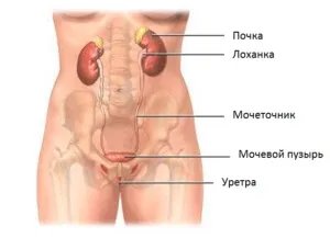 Денний стаціонар масажем зцілюють точки, домашній комплекс (нирок) Денний стаціонар масажем зцілюють точки, домашній комплекс