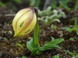 Лілія садові посадка і догляд у відкритому грунті, фото (лілія) Лілія садові посадка і догляд у відкритому грунті, фото