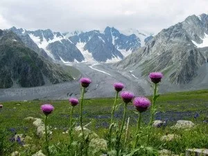Льовзея корисні властивості і протипоказання (протипоказання) Льовзея корисні властивості і протипоказання