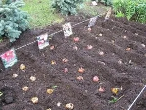 Лілія садові посадка і догляд у відкритому грунті, фото (догляд) Лілія садові посадка і догляд у відкритому грунті, фото