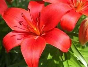 Лілія садові посадка і догляд у відкритому грунті, фото (фото) Лілія садові посадка і догляд у відкритому грунті, фото