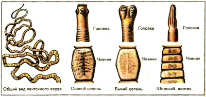 Стрічкові черв'яки у людини, симптоми і лікування глистів (людини) Стрічкові черв'яки у людини, симптоми і лікування глистів