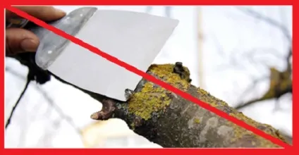 Лишайники на плодових деревах методи і особливості боротьби (боротьби) Лишайники на плодових деревах методи і особливості боротьби