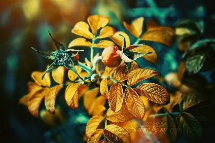 Lightroom і його можливості
