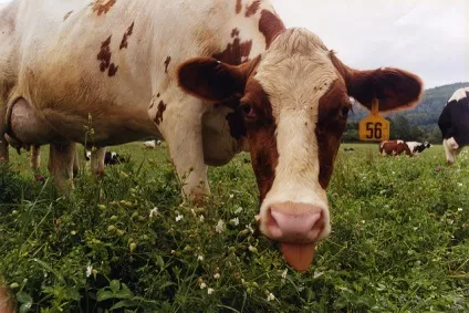 Лікування роботи шлунково-кишкового тракту у корів (роботи) Лікування роботи шлунково-кишкового тракту у корів