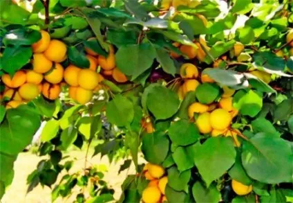 Лікування серцевої задишки народними засобами (народними) Лікування серцевої задишки народними засобами