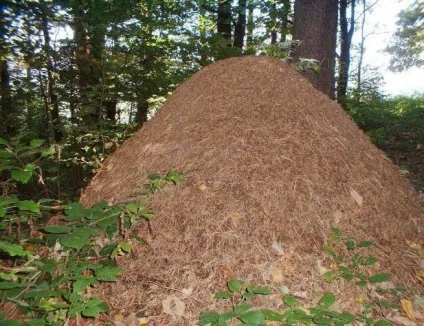 Лісові мурахи види, опис, користь і шкода