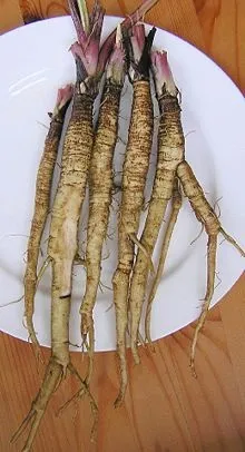 лопух великий