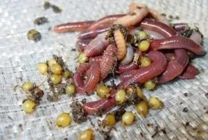 Кращі ароматизатори для лову карася своїми руками які ароматизатори любить карась (руками) Кращі ароматизатори для лову карася своїми руками які ароматизатори любить карась