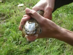 Ловля в'юна влітку і взимку, особливо життя риби і поради по виготовленню і застосуванню (ловля в'юна кошиком) Ловля в'юна влітку і взимку, особливо життя риби і поради по виготовленню і застосуванню