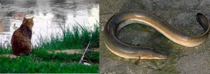 Ловля в'юна на що ловити в'юна, снасті і наживка (уваги ікру інших) Ловля в'юна на що ловити в'юна, снасті і наживка