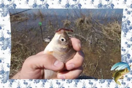 Ловля карася в серпні