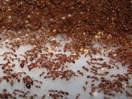Пастку для мурашок своїми руками як зробити (зробити) Пастку для мурашок своїми руками як зробити