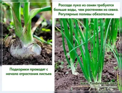 Лук насінням, через севок і вибірок - відмінності в вирощуванні, сайт про сад, дачі і кімнатних рослинах (вибірок) Лук насінням, через севок і вибірок - відмінності в вирощуванні, сайт про сад, дачі і кімнатних рослинах