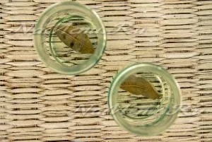 Мариновані помідори з цибулею і часником (мариновані помідори) Мариновані помідори з цибулею і часником