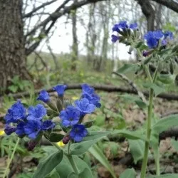 Медуниця посадка і догляд, фото, розмноження і вирощування сорти у відкритому грунті, поєднання в (розмноження) Медуниця посадка і догляд, фото, розмноження і вирощування сорти у відкритому грунті, поєднання в