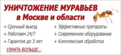 Матка домашнього мурашки як знайти і як він виглядає на фото (знайти) Матка домашнього мурашки як знайти і як він виглядає на фото