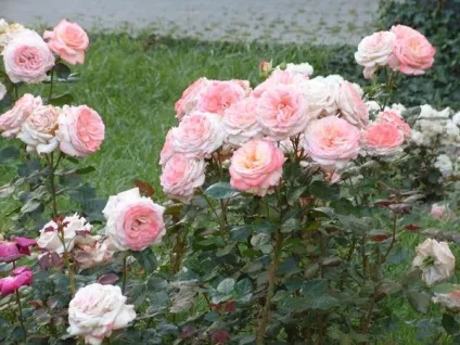 Майстер-клас створення (гібридизація) нового сорту троянди (дату результати ревізії) Майстер-клас створення (гібридизація) нового сорту троянди