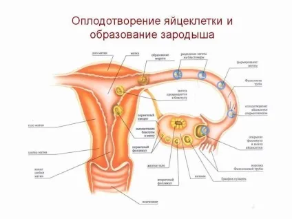 Місячні при вагітності давайте розберемося (місячні вагітності ранніх термінах) Місячні при вагітності давайте розберемося
