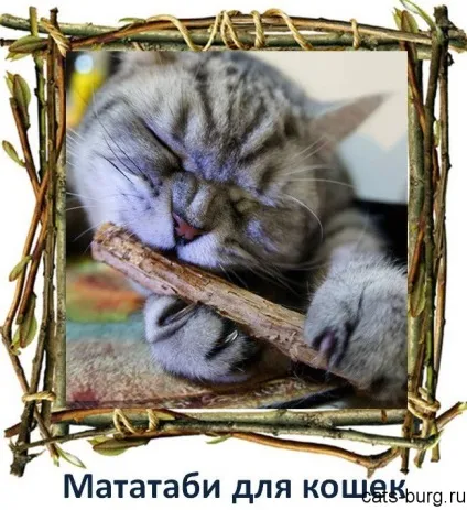 Мататабі для кішок - чарівний стеблинка, місто кішок