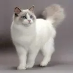 Великі кішки породи фото, назви, мейн кун, дикі, ціна і де купити, опис, котізм (великі) Великі кішки породи фото, назви, мейн кун, дикі, ціна і де купити, опис, котізм