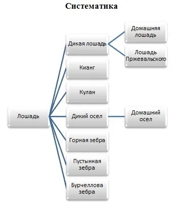 Коротка інформація про коня