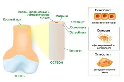 Кісткова тканина, кістки, види і будова кісток (тканина) Кісткова тканина, кістки, види і будова кісток