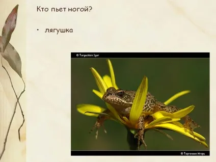 Хто п'є ногою - картинка 22707-84 (світу) Хто п'є ногою - картинка 22707-84