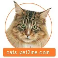 Мейн-кун купити кошенят - оголошення продаж кошенят мейн-кун (оголошення кошенята) Мейн-кун купити кошенят - оголошення продаж кошенят мейн-кун