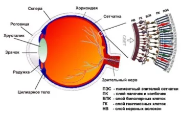Міопія (короткозорість) середньої (2) ступеня лікування (міопія) Міопія (короткозорість) середньої (2) ступеня лікування