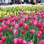 Молюцелли догляд і вирощування, osadovod - все про садe, городі і дизайні (квіти на дачі) Молюцелли догляд і вирощування, osadovod - все про садe, городі і дизайні