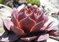 Молодило посадка, догляд, розмноження, зимівля (молодило мармурове Sempervivum) Молодило посадка, догляд, розмноження, зимівля