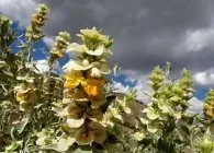 Молюцелли вирощування розсади і посів насіння в грунт, догляд
