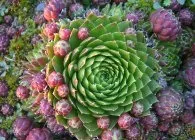Молодило посадка, догляд, розмноження, зимівля (молодило мармурове Sempervivum) Молодило посадка, догляд, розмноження, зимівля