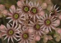 Молодило посадка, догляд, розмноження, зимівля (молодило мармурове Sempervivum) Молодило посадка, догляд, розмноження, зимівля